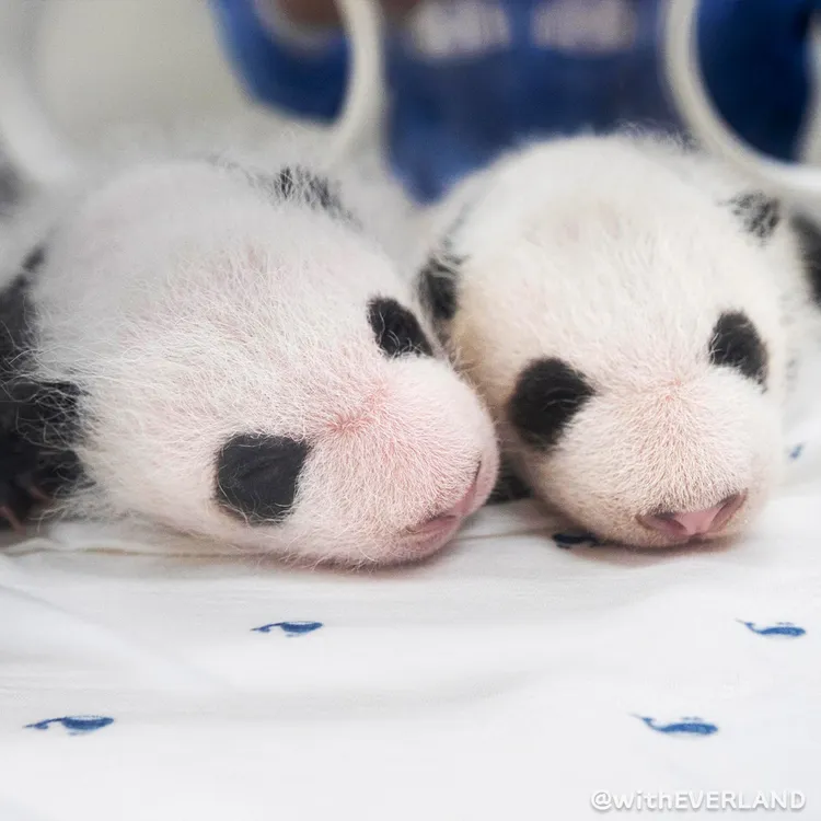 翻攝推特@withEverland