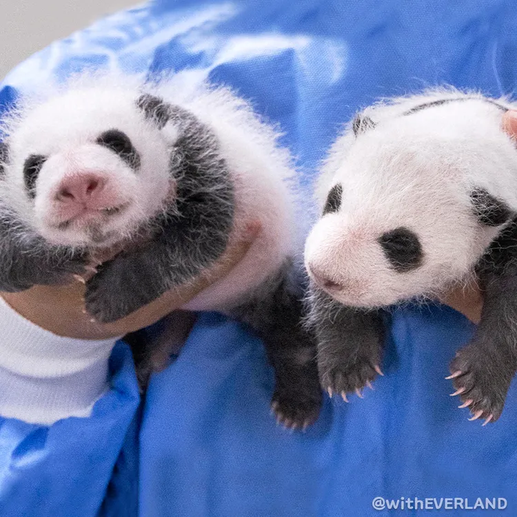 翻攝推特@withEverland