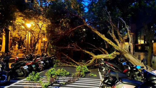 卡努受災車再+N 停車格內也有事!新店路樹倒塌壓整排