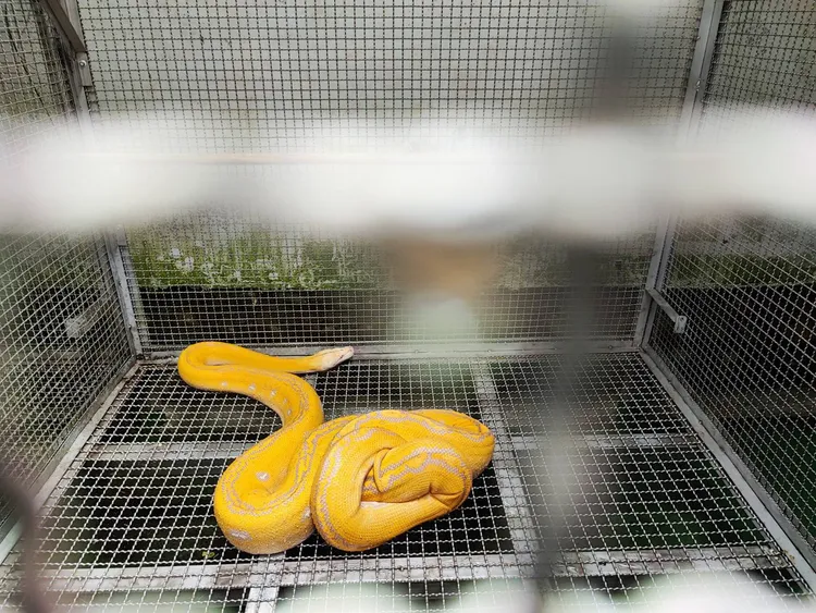 黃金蟒安置在動保處，取自北市動保處官網