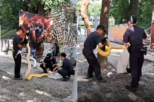 西門町蟒蛇出沒！電影公園驚見3米黃金巨蟒　飼主主動聯繫了