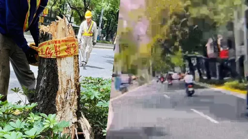 台北中山北路大樹倒塌　騎士慘被打中！無生命跡象