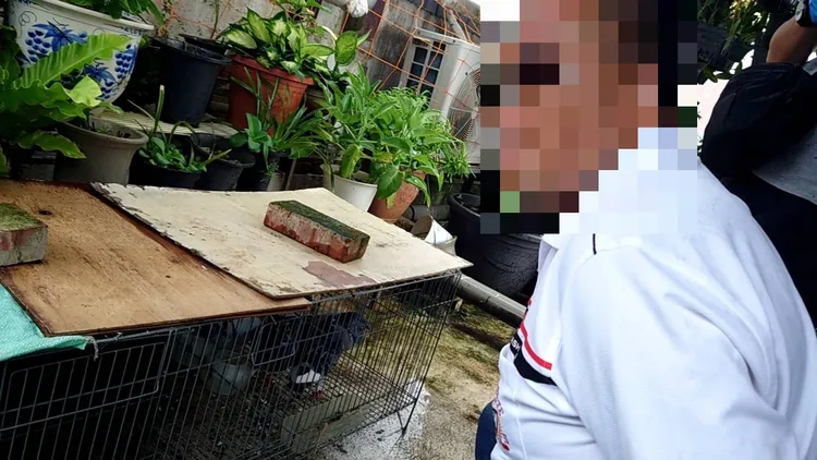 擄鴿事件頻傳，警方逮捕蔡姓主嫌等4人到案。翻攝畫面