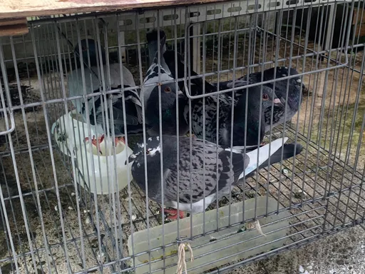 山區架網抓賽鴿勒贖13飼主!海撈240萬 土城警破擄鴿集團逮4人