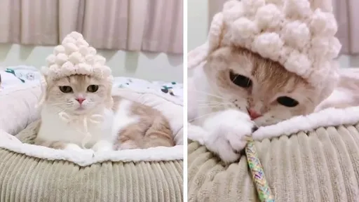 貓咪頂上滿頭包　主人出手耍如來