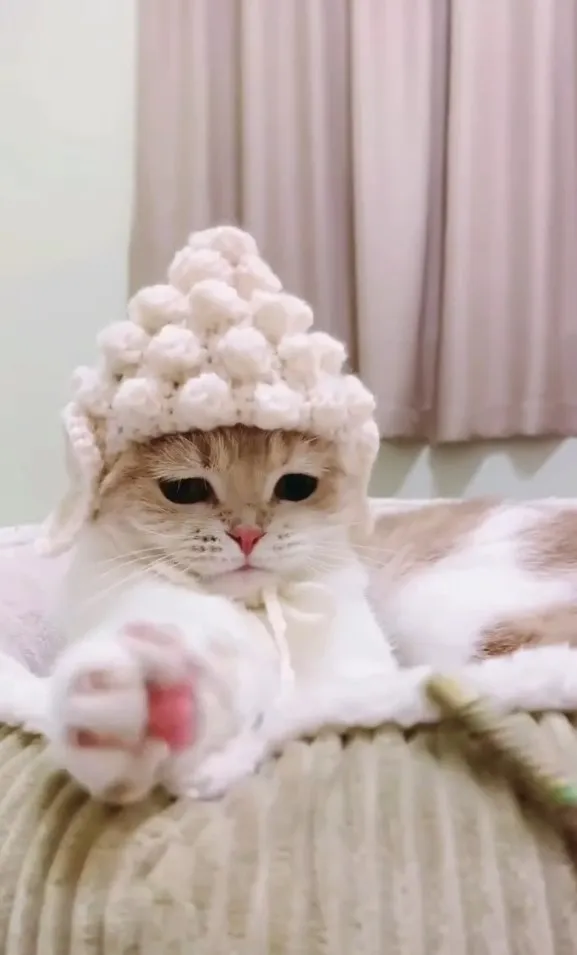 小貓咪粉粉嫩嫩的貓腳。IG @lachahua.cat 提供