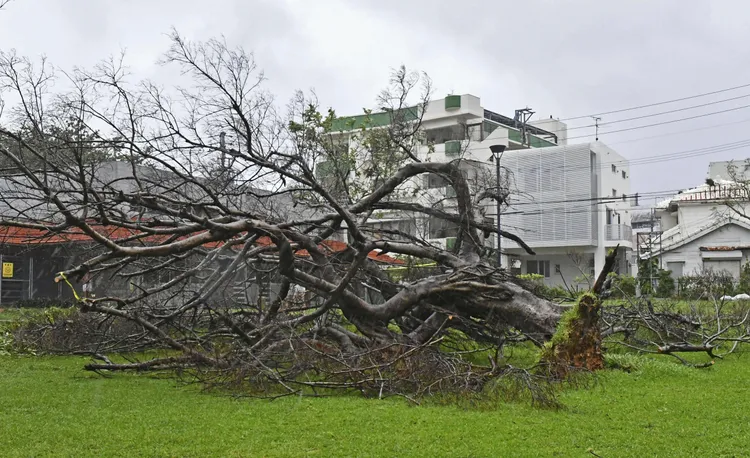 樹木遭連根拔起。美聯社