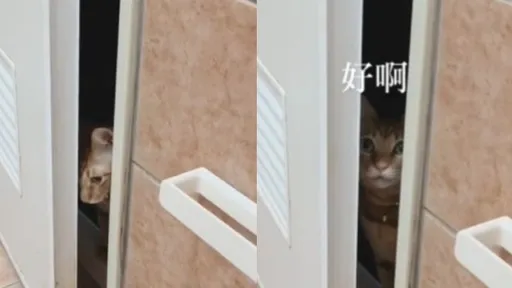 貓咪會說話?鏟屎官和牠「對話」曝光 聲音讓人融化了
