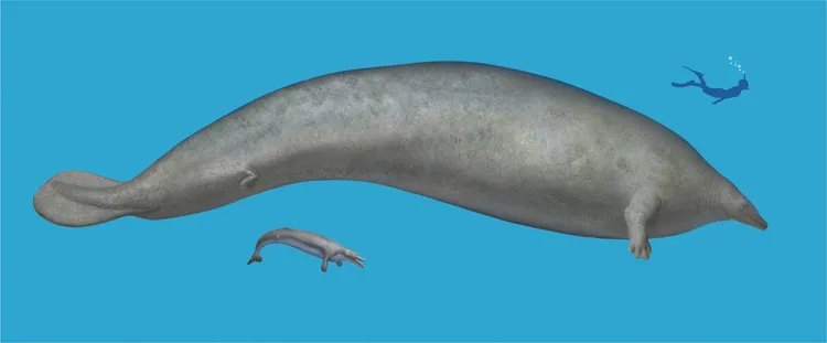 巨像秘魯鯨與人類的大小對比示意圖。路透社