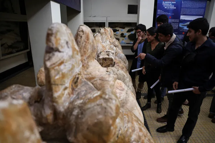 民眾2日觀看出土的巨像秘魯鯨化石。路透社