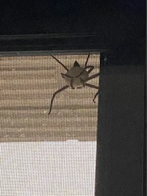 一名網友在家中驚見「喇牙抱曼陀珠」。翻攝《台大批踢踢》實業坊