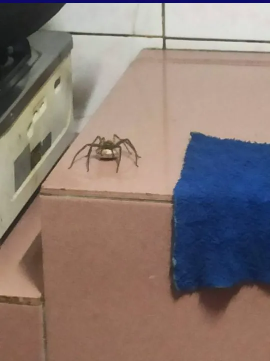 也有網友家中也出現喇牙抱卵。翻攝《台大批踢踢》實業坊