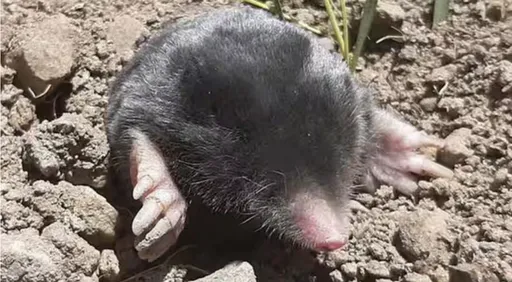 潛行土耳其高山地底3百萬年 兩個新品種一次發現