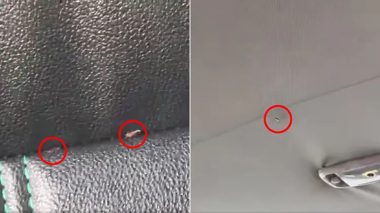 車內頂部與後座椅縫的蟑螂。翻攝自臉書