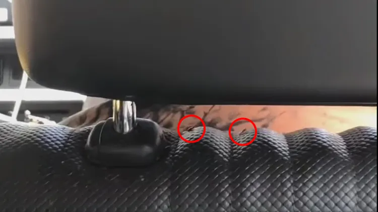 駕駛座椅上的蟑螂。翻攝自臉書