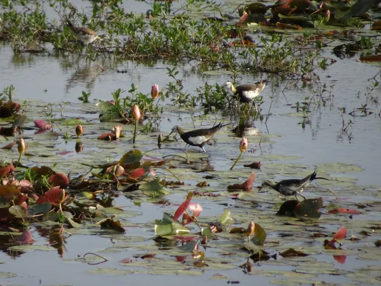 台南官田常見水雉在菱角田中覓食。農業局提供