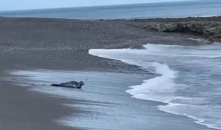 屏東沙灘驚見「野生海豹」拖著圓肚爬進海。潘先生提供