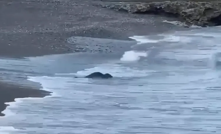 屏東沙灘驚見「野生海豹」拖著圓肚爬進海。潘先生提供