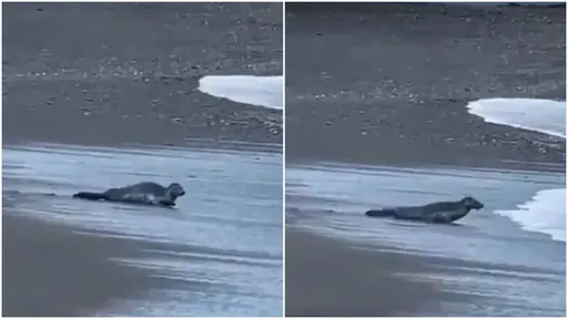 罕見影片!屏東沙灘驚見海豹 「拖著圓肚爬呀爬」萌翻了