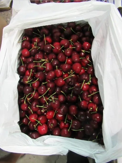 美國櫻桃又檢出禁藥!半年內14批違規 3業者累犯改逐批查驗