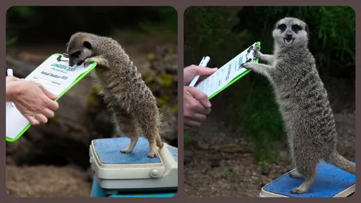 笑噴!看到自己體重他瞬間驚呆 在這裡量體重要靠創意