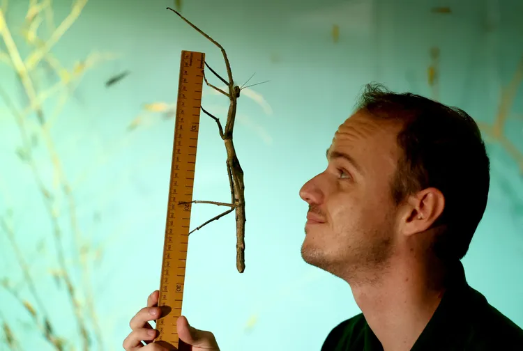 竹節蟲量身長。路透社