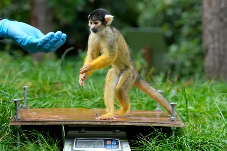 「有吃的...」松鼠猴。美聯社