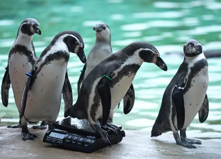 一切都是為了早餐。路透