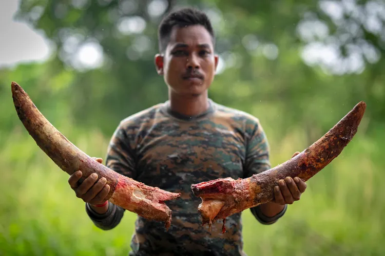 保育官員取下象牙。美聯社