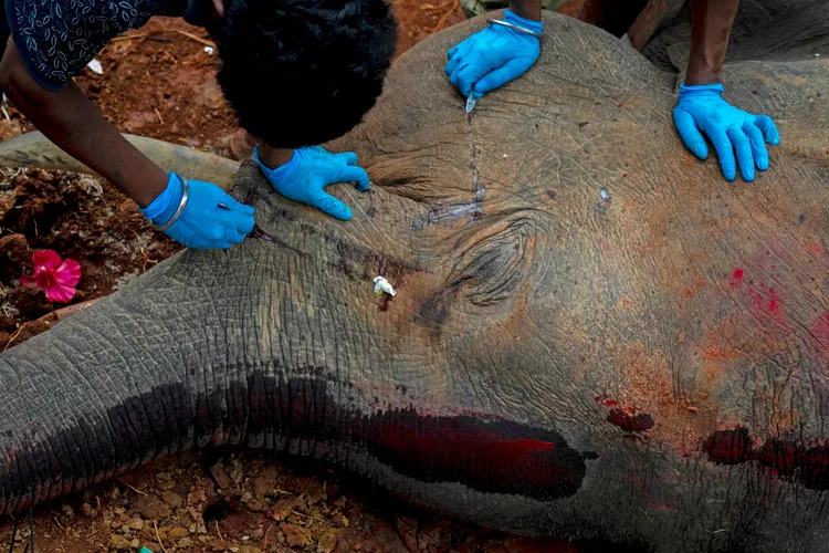 獸醫與保育人員搶救。美聯社