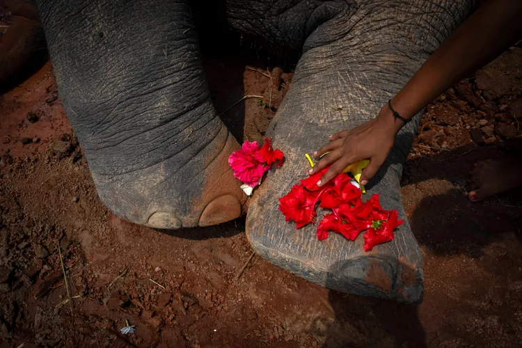 村民在小象身軀放上鮮花。美聯社