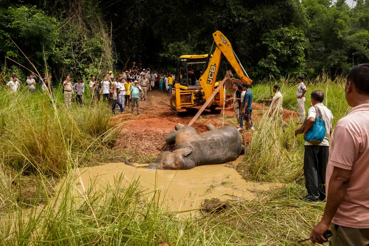 當局調派怪手為小象掘墓。美聯社