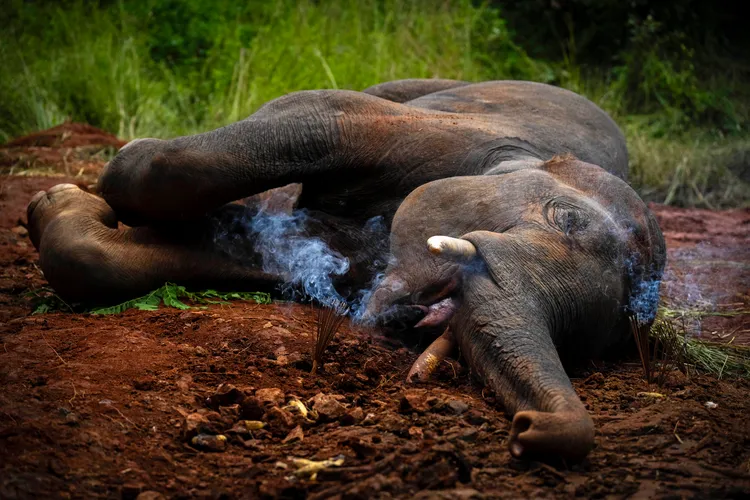 小象傷重不治，村民為牠焚香。美聯社