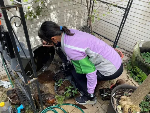 登革熱+2重症!呼吸和心臟衰竭住進加護 本土病例數這周將破千