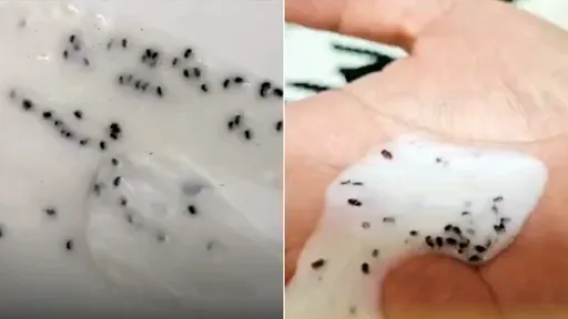 吓！一挤「喷出60颗蟑螂卵」　业者训顾客：洗发精该用袋子装起来