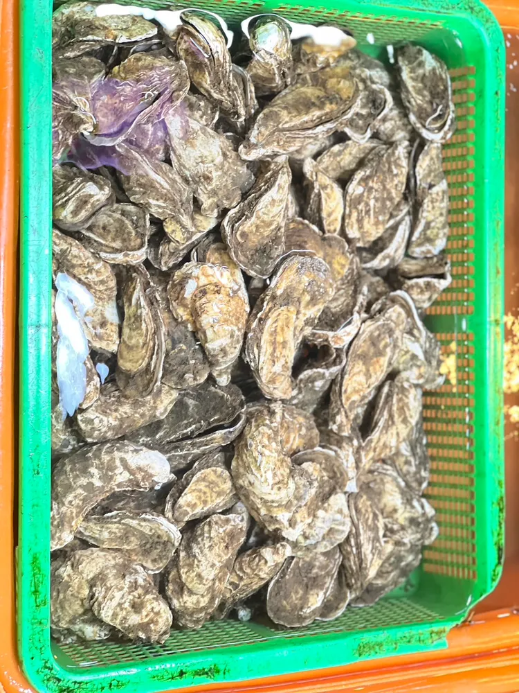 富基魚市推出消費滿額送生蠔。漁業處提供