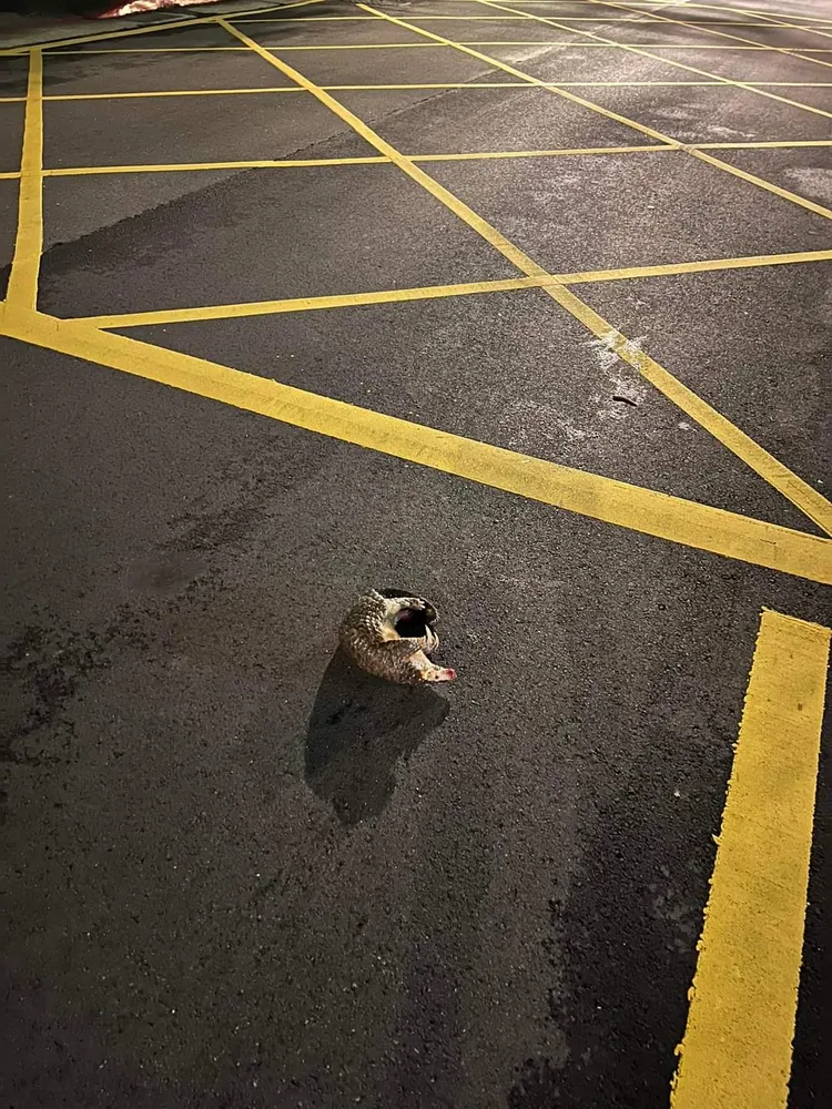 保育動物穿山甲過馬路遭輾斃。王欣儀議員辦公室提供