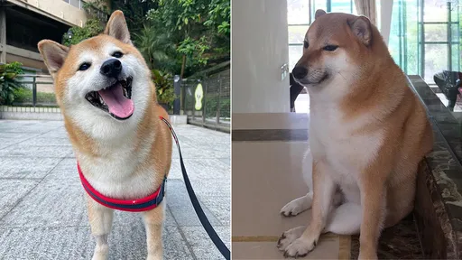 迷因哏圖「小廢柴」手術病逝 飼主:為世界帶來歡樂的使命完成了