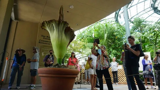 巨花魔芋飄「屍臭味」大解密 加州專家讚台灣蘭花世界第一