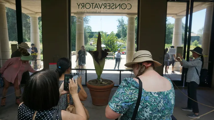 美國加州杭廷頓圖書館一株巨花魔芋近日開花。館內專家表示，這類植物的臭味是模仿動物腐爛的味道，用來吸引昆蟲以傳布花粉。中央社