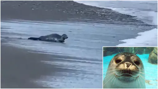 屏東海豹不只1隻!民眾目擊「還有一隻小的」 縣府打算這麼做