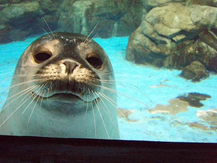 海豹模樣可愛，相當討喜。海生館提供