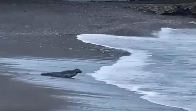屏東沙灘驚見「野生海豹」拖著圓肚爬進海。潘先生提供