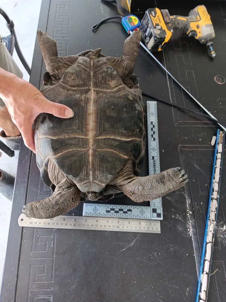警方循線至台中竊嫌住處，追回8隻象龜。讀者提供