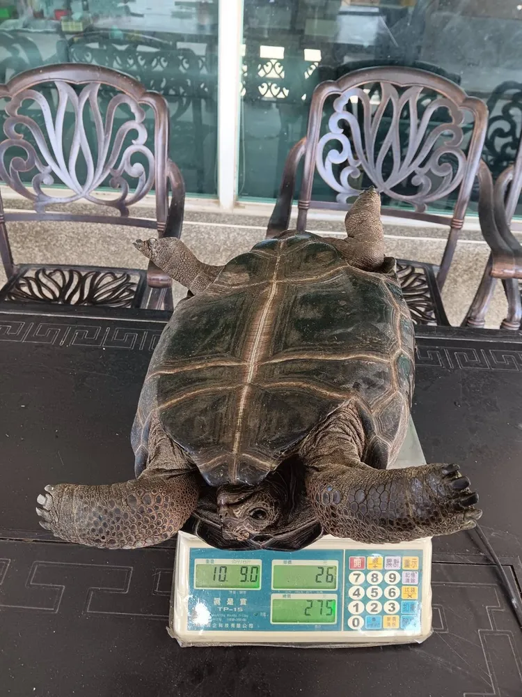 失竊象龜重約10公斤上下。讀者提供