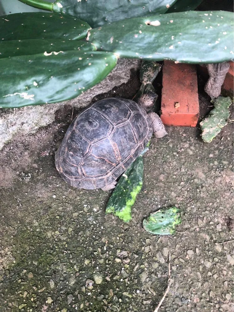 15隻象龜獲釋，物歸原主。讀者提供