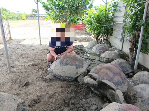 台南驚傳15隻象龜遭竊!身價破200萬 宵小搬的費力卻以3折價賤賣
