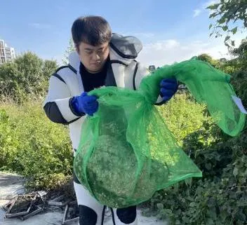 專業人員摘除處頭蜂巢。新竹縣府提供