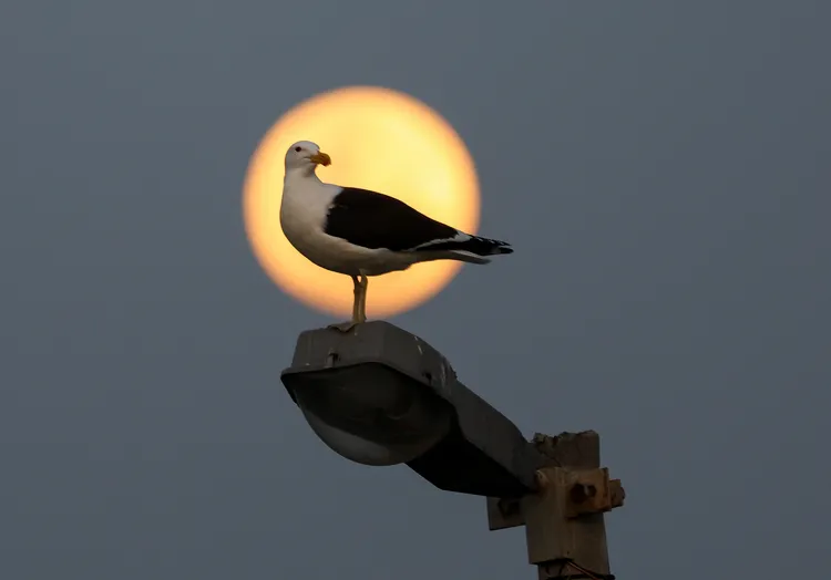 南非開普敦。路透社