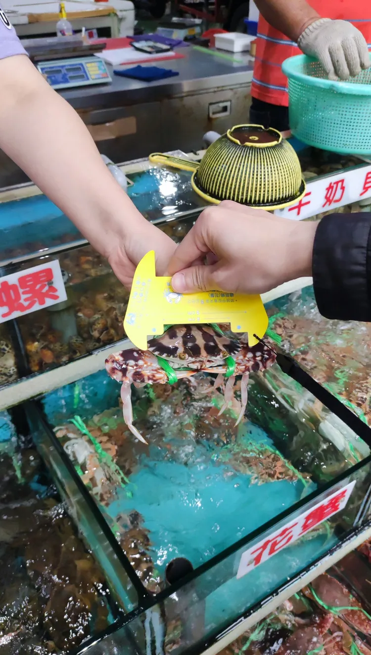 新北市政府將不定期辦理稽查工作，檢查捕撈的螃蟹是否符合規定。漁業處提供